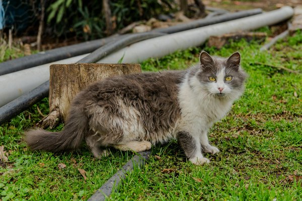 La greffe de moelle osseuse : une solution pour certaines maladies du sang